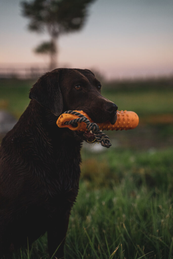 Orange and brown make a good combo.